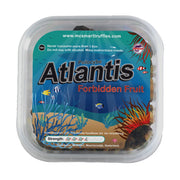 Atlantis - 15 gram - 7SMART