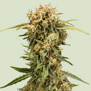 Royal Queen Seeds Medusa F1 - 7SMART