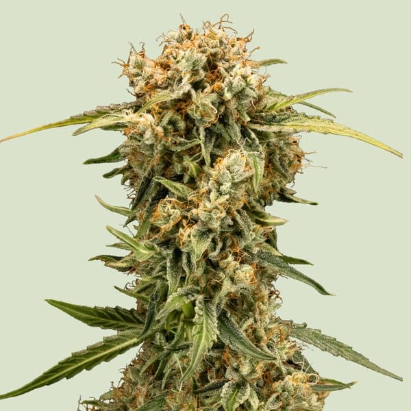 Royal Queen Seeds Medusa F1 - 7SMART