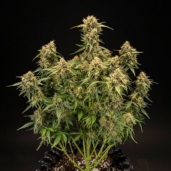 Royal Queen Seeds Medusa F1 - 7SMART