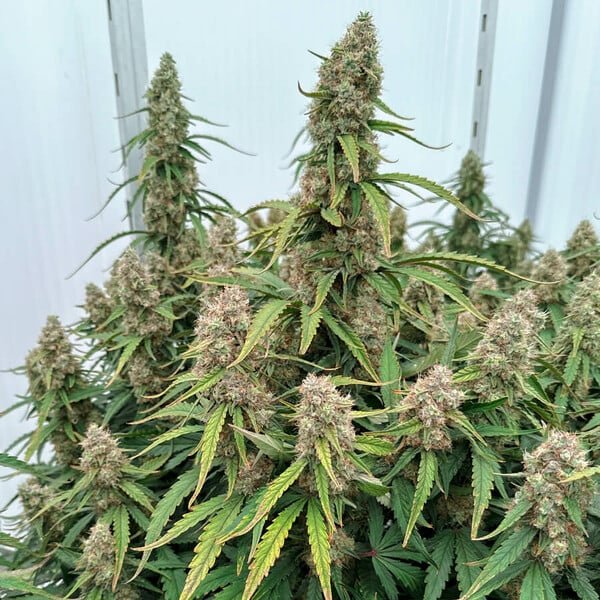 Royal Queen Seeds Medusa F1 - 7SMART