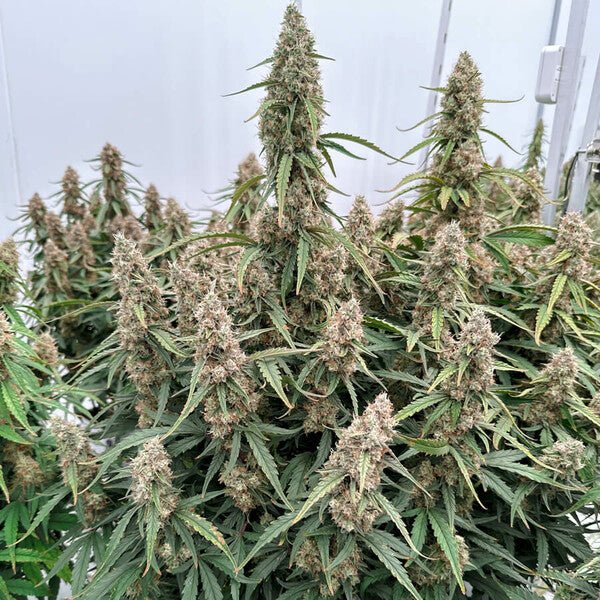 Royal Queen Seeds Medusa F1 - 7SMART