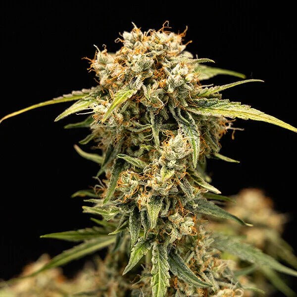 Royal Queen Seeds Medusa F1 - 7SMART