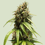 Royal Queen Seeds Orion F1 - 7SMART