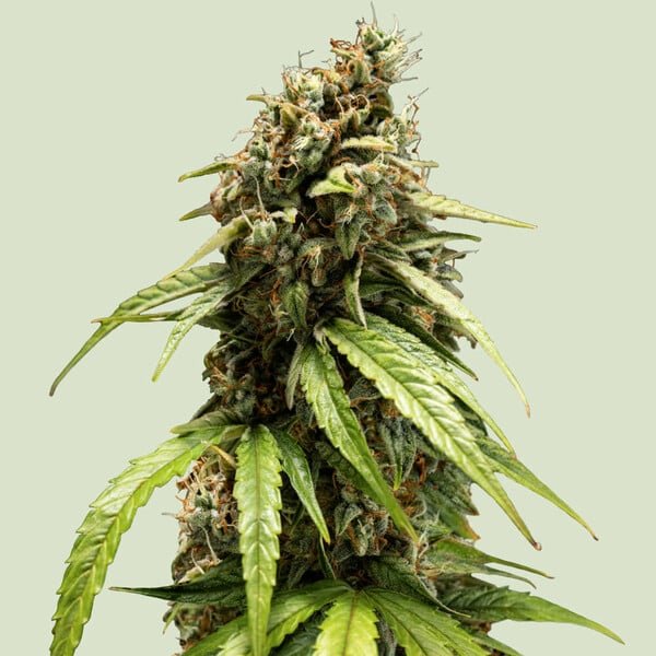 Royal Queen Seeds Orion F1 - 7SMART