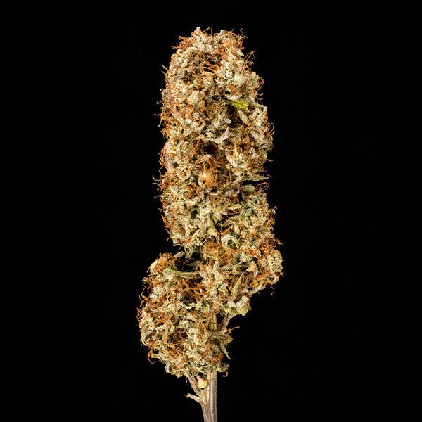 Royal Queen Seeds Orion F1 - 7SMART