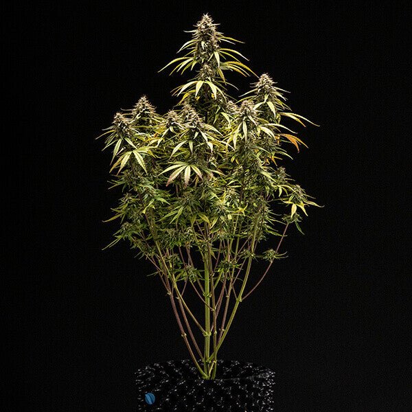 Royal Queen Seeds Orion F1 - 7SMART