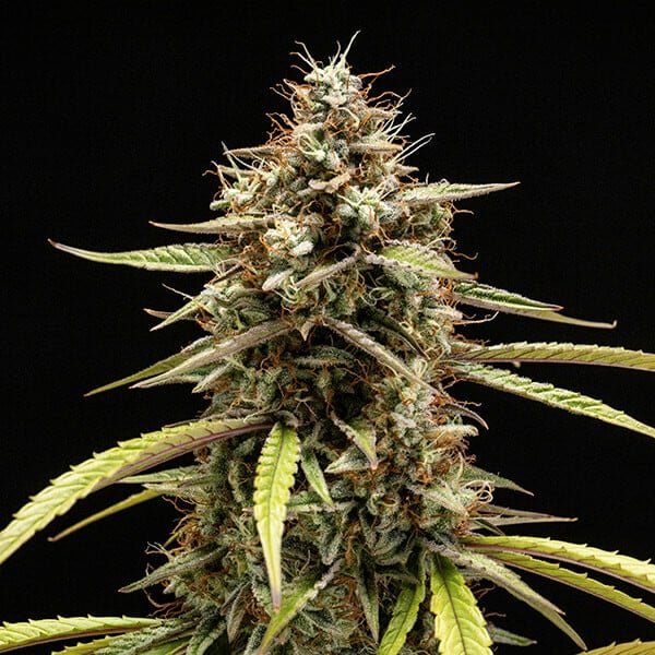 Royal Queen Seeds Orion F1 - 7SMART