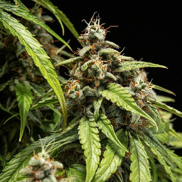 Royal Queen Seeds Orion F1 - 7SMART