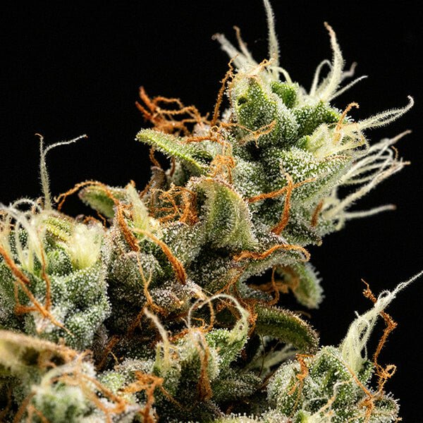 Royal Queen Seeds Orion F1 - 7SMART