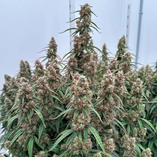 Royal Queen Seeds Orion F1 - 7SMART