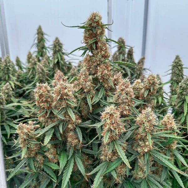Royal Queen Seeds Orion F1 - 7SMART