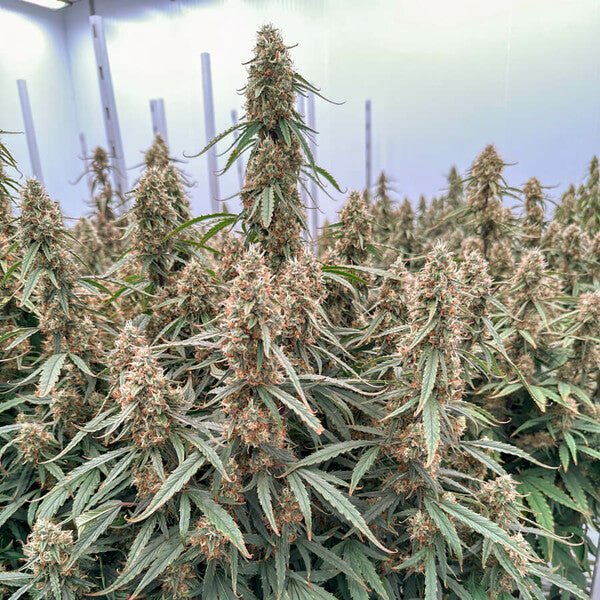 Royal Queen Seeds Orion F1 - 7SMART