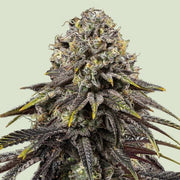 Royal Queen Seeds Dynamite Diesel - 7SMART