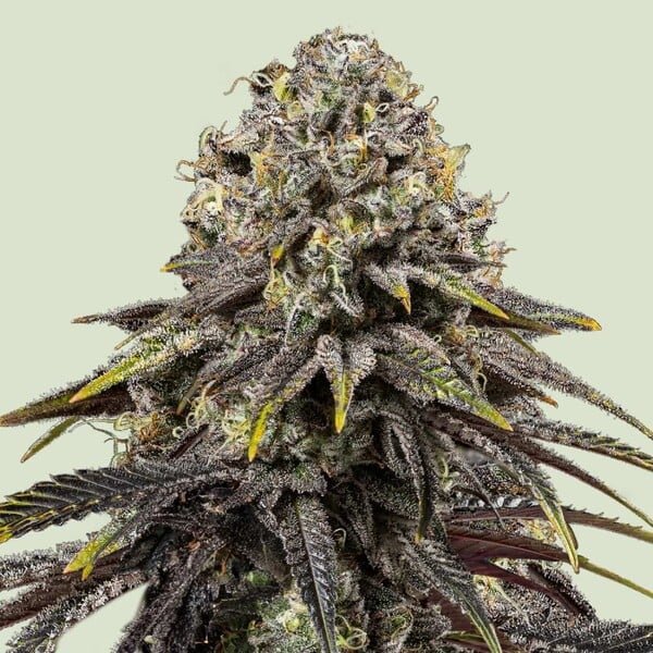 Royal Queen Seeds Dynamite Diesel - 7SMART