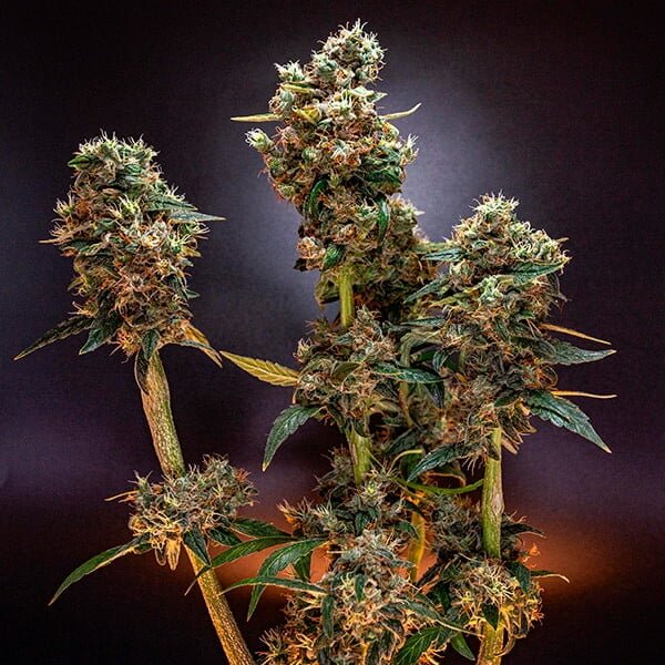 Royal Queen Seeds Dynamite Diesel - 7SMART