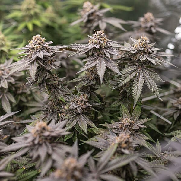 Royal Queen Seeds Dynamite Diesel - 7SMART