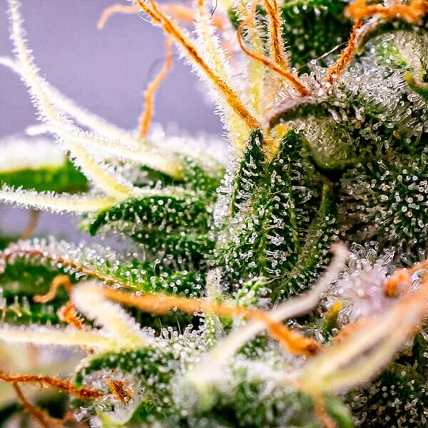 Royal Queen Seeds Dynamite Diesel - 7SMART