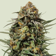 Royal Queen Seeds Gelato 44 - 7SMART