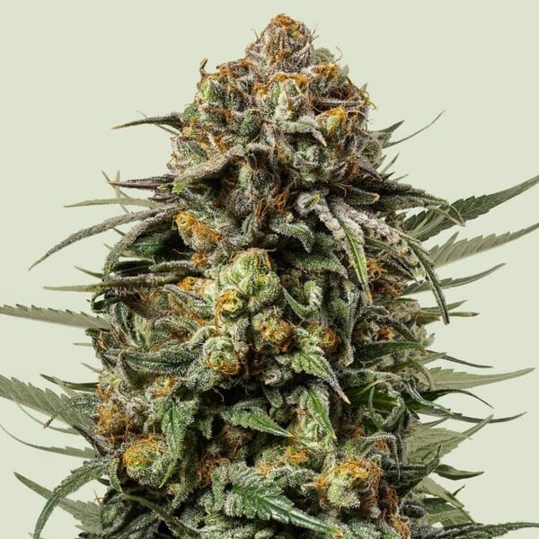 Royal Queen Seeds Gelato 44 - 7SMART