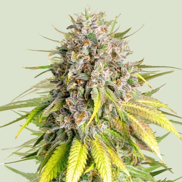 Royal Queen Seeds Punch Pie - 7SMART
