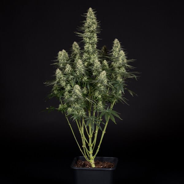Royal Queen Seeds Punch Pie - 7SMART