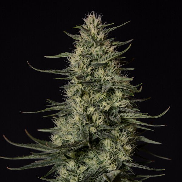 Royal Queen Seeds Punch Pie - 7SMART