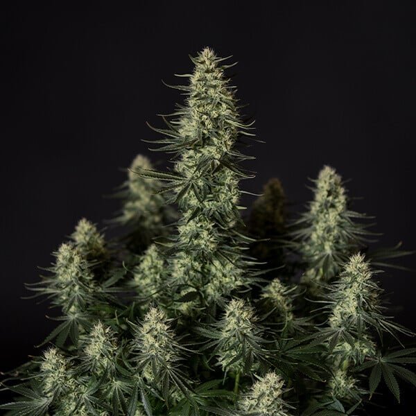Royal Queen Seeds Punch Pie - 7SMART