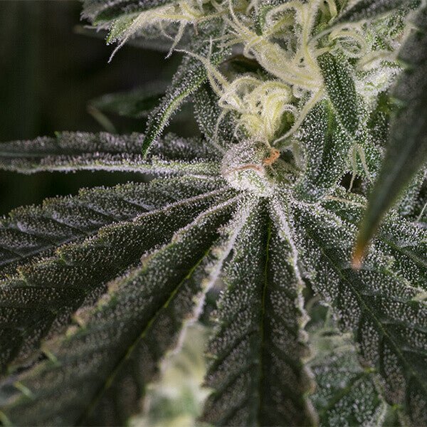 Royal Queen Seeds Punch Pie - 7SMART