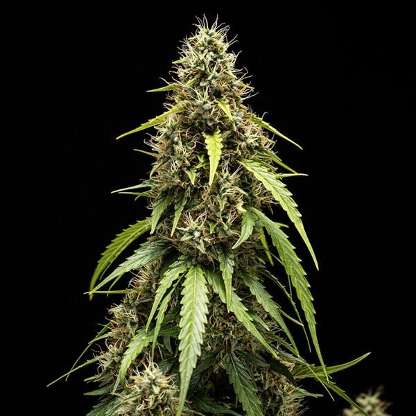 Royal Queen seeds Corkscrew Auto - 7SMART