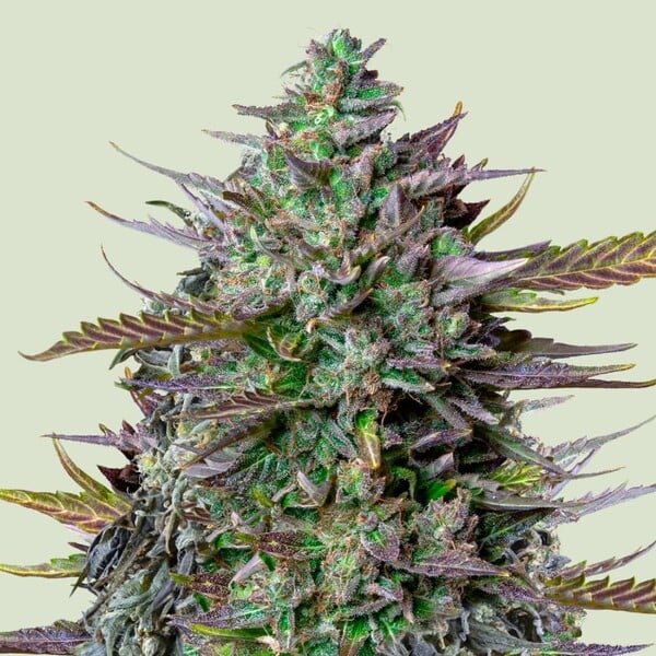 Royal Queen Seeds Goat’lato auto - 7SMART