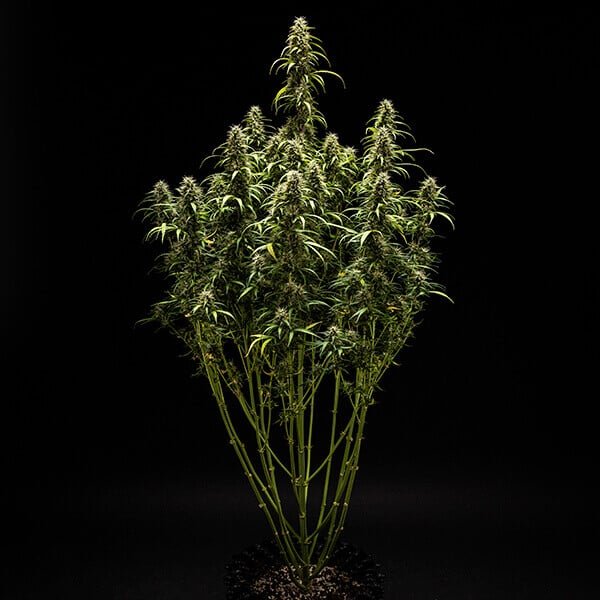 Royal Queen Seeds Goat’lato auto - 7SMART