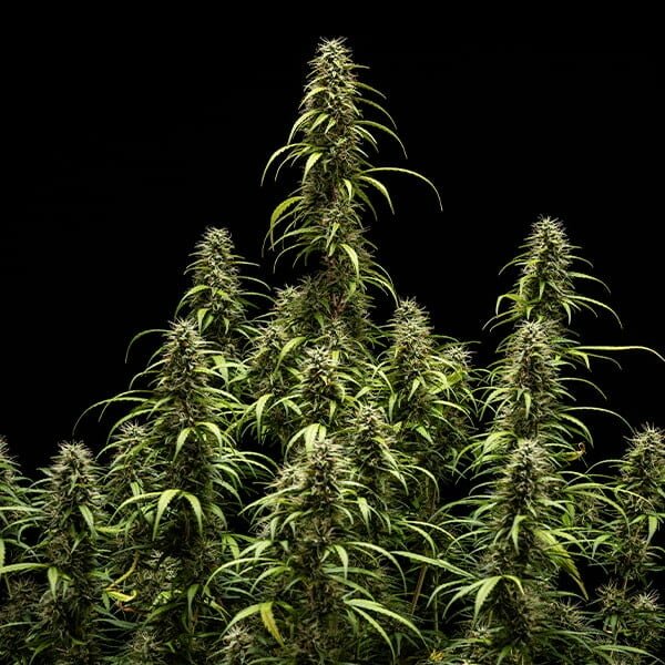 Royal Queen Seeds Goat’lato auto - 7SMART