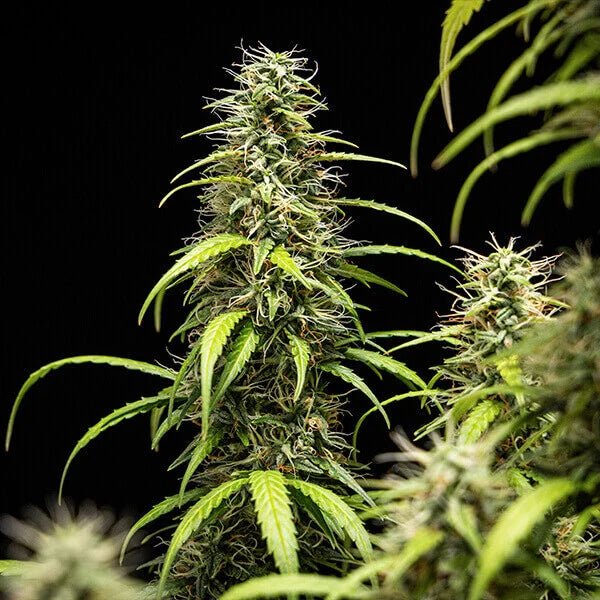 Royal Queen Seeds Goat’lato auto - 7SMART