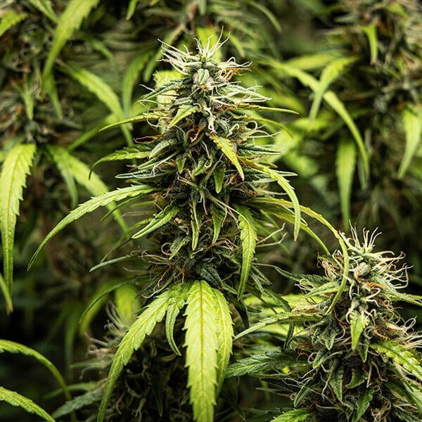 Royal Queen Seeds Goat’lato auto - 7SMART