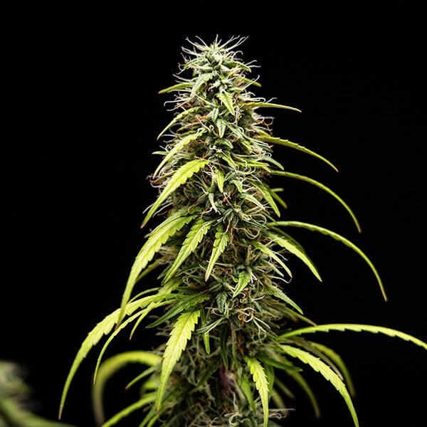 Royal Queen Seeds Goat’lato auto - 7SMART