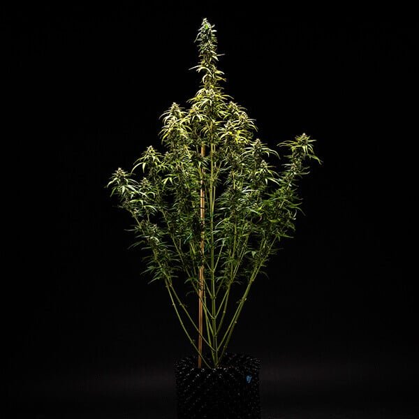 Royal Queen Seeds NYC Sour D Auto - 7SMART