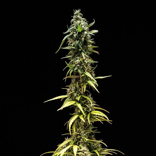 Royal Queen Seeds NYC Sour D Auto - 7SMART