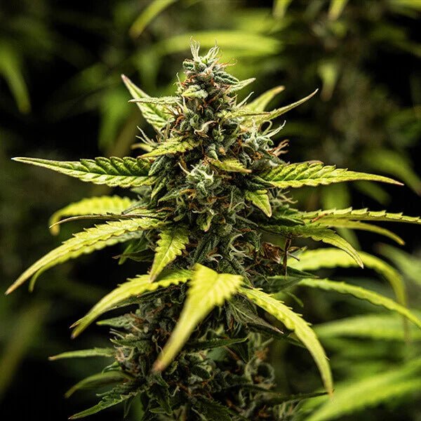 Royal Queen Seeds NYC Sour D Auto - 7SMART