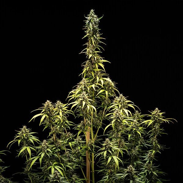 Royal Queen Seeds NYC Sour D Auto - 7SMART