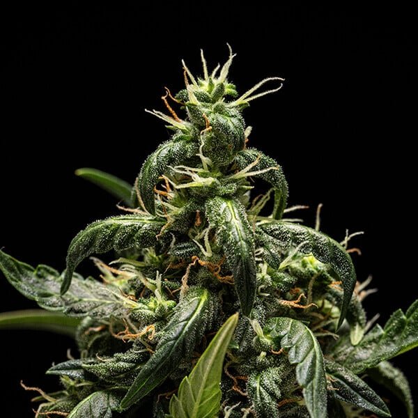 Royal Queen Seeds NYC Sour D Auto - 7SMART