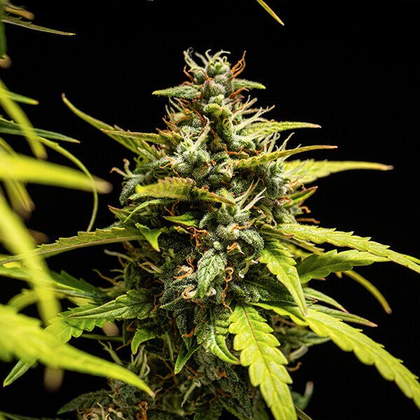 Royal Queen Seeds NYC Sour D Auto - 7SMART