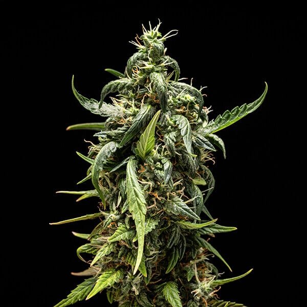 Royal Queen Seeds NYC Sour D Auto - 7SMART