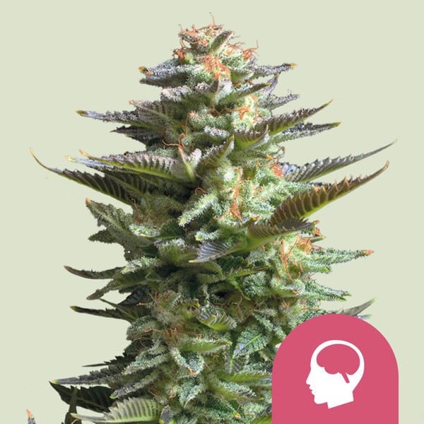 Royal Queen Seeds Amnesia Haze - 7SMART