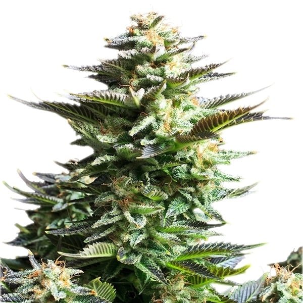 Royal Queen Seeds Amnesia Haze - 7SMART
