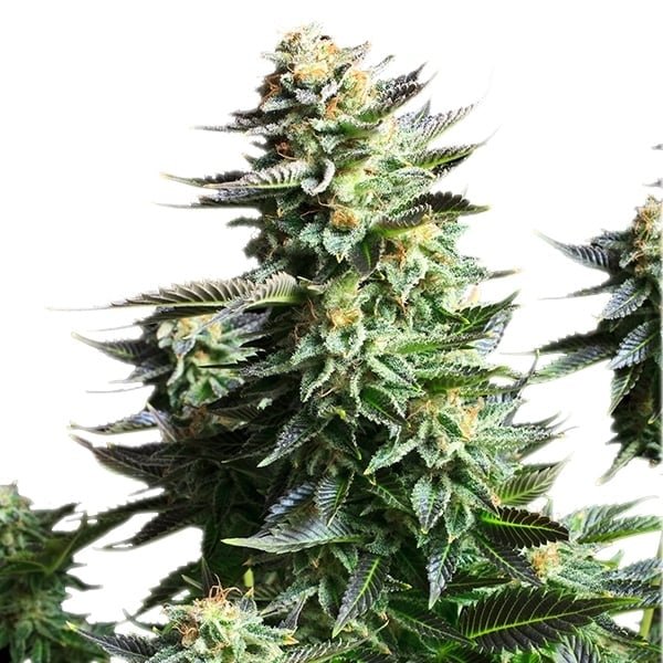 Royal Queen Seeds Amnesia Haze - 7SMART