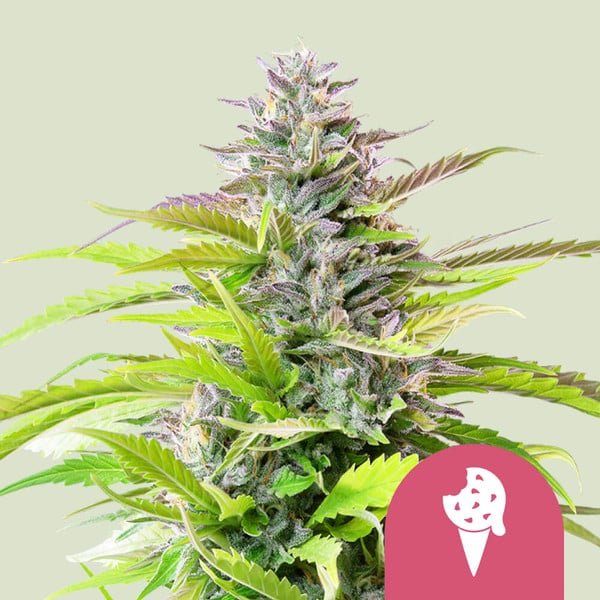 Royal Queen Seeds Cookies Gelato - 7SMART