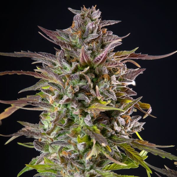 Royal Queen Seeds Cookies Gelato - 7SMART