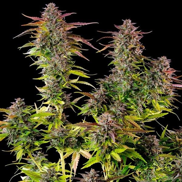 Royal Queen Seeds Cookies Gelato - 7SMART