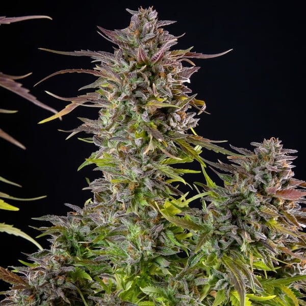 Royal Queen Seeds Cookies Gelato - 7SMART